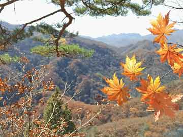 揭秘微信瓶子文愛(ài)新潮流，最新截圖曝光網(wǎng)絡(luò)情感新潮流