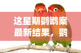 鸚鵡案最新進(jìn)展揭秘，心靈覺醒的自然之旅與微笑結(jié)局