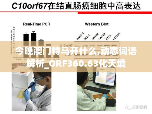 今晚澳門特馬開什么,動(dòng)態(tài)詞語(yǔ)解析_ORF360.63化天境