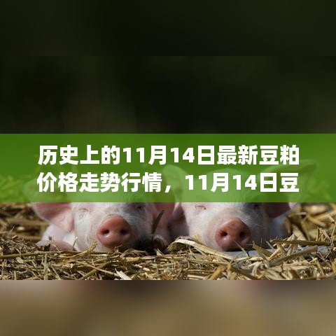 歷史上的豆粕價格走勢分析，回顧與預(yù)測