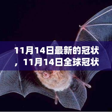 全球冠狀病毒最新進展，關鍵更新與案例分析（截至11月14日）