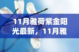 11月雅荷紫金陽光下的勵(lì)志蛻變，自信、成就與正能量并行不悖的旅程