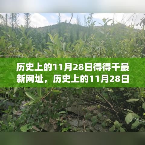 歷史上的11月28日，追尋自然美景之旅，探索內(nèi)心寧靜港灣的新網(wǎng)址揭秘