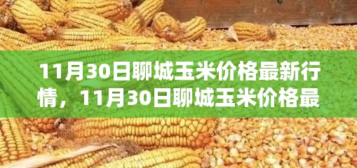 掌握聊城玉米最新行情，解析11月30日玉米價(jià)格動(dòng)態(tài)及應(yīng)對(duì)策略