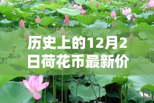 小紅書帶你穿越金融時光，歷史上的荷花幣最新價格表（12月2日版）