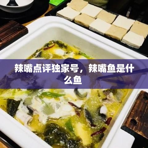 辣嘴點評獨家號，辣嘴魚是什么魚 