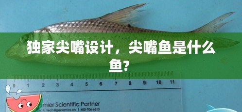 獨(dú)家尖嘴設(shè)計(jì)，尖嘴魚是什么魚? 