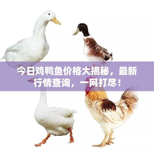 今日雞鴨魚價格大揭秘，最新行情查詢，一網(wǎng)打盡！