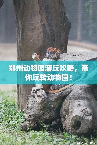 鄭州動物園游玩攻略，帶你玩轉(zhuǎn)動物園！