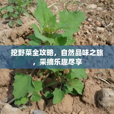 挖野菜全攻略，自然品味之旅，采摘樂趣盡享