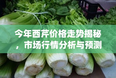 今年西芹價(jià)格走勢揭秘，市場行情分析與預(yù)測