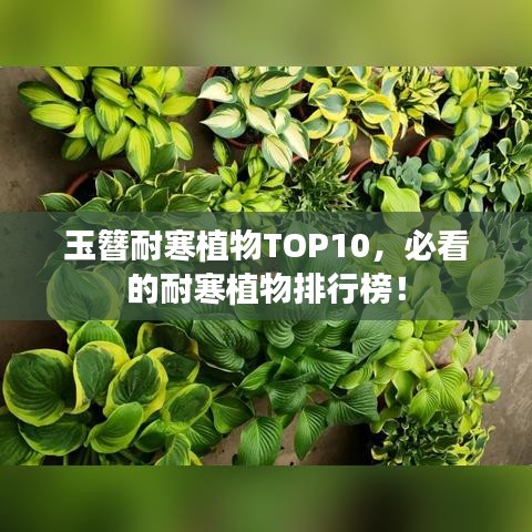 玉簪耐寒植物TOP10，必看的耐寒植物排行榜！