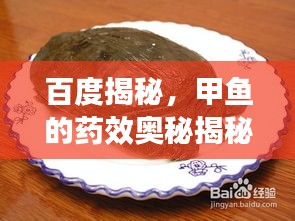 百度揭秘，甲魚的藥效奧秘揭秘！