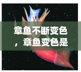 章魚不斷變色，章魚變色是主動變異嗎 